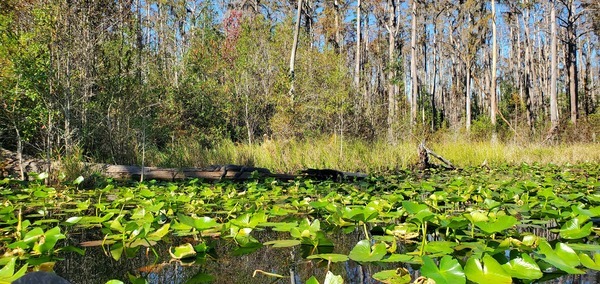 [Shady gators on log, Minnie's Lake, Suwannee River, Okefenokee Swamp, 2023-11-05, 11:28:03, 30.8616551, -82.3231197]