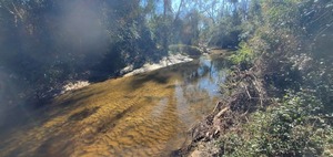 [Upstream Sugar Creek, 2024-12-12, 12:19:02, 30.8427092, -83.3123106]