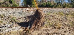 [Storm debris way up a guy line, Sugar Creek 2024-12-12, 13:08:48, 30.8505597, -83.3144715]