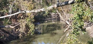 [Deadfalls, Sugar Creek at Gornto Road, 2024-12-12, 13:37:00, 30.8598271, -83.3172397]