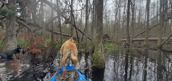 [Another deadfall to the south, cypress swamp, John S. Quarterman land]