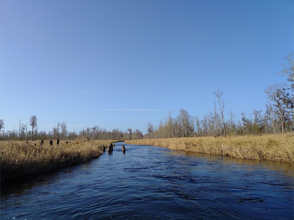 [Old logging railroad piers, 10:16:52 --Phil Royce]