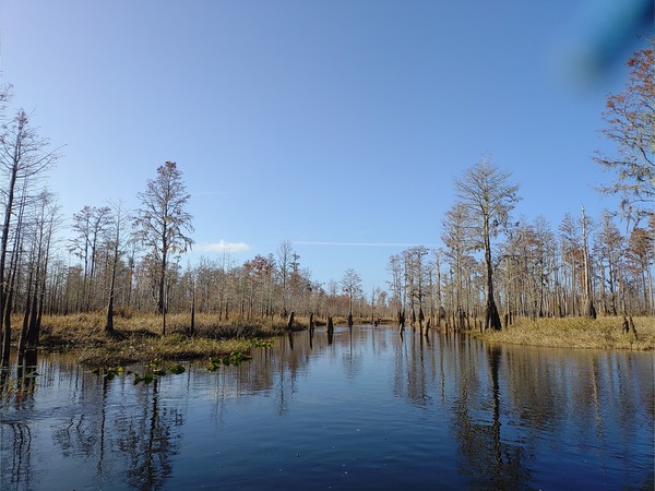 [Stumps or logging railroad piers?, 10:20:50 --Phil Royce]