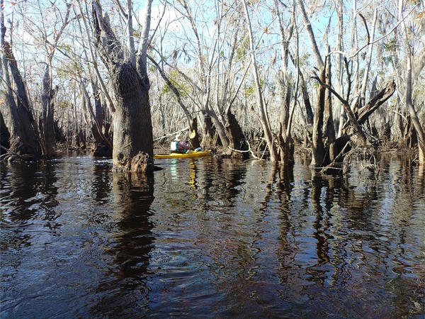 [Twisty big cypress, 11:45:34 --Phil Royce]