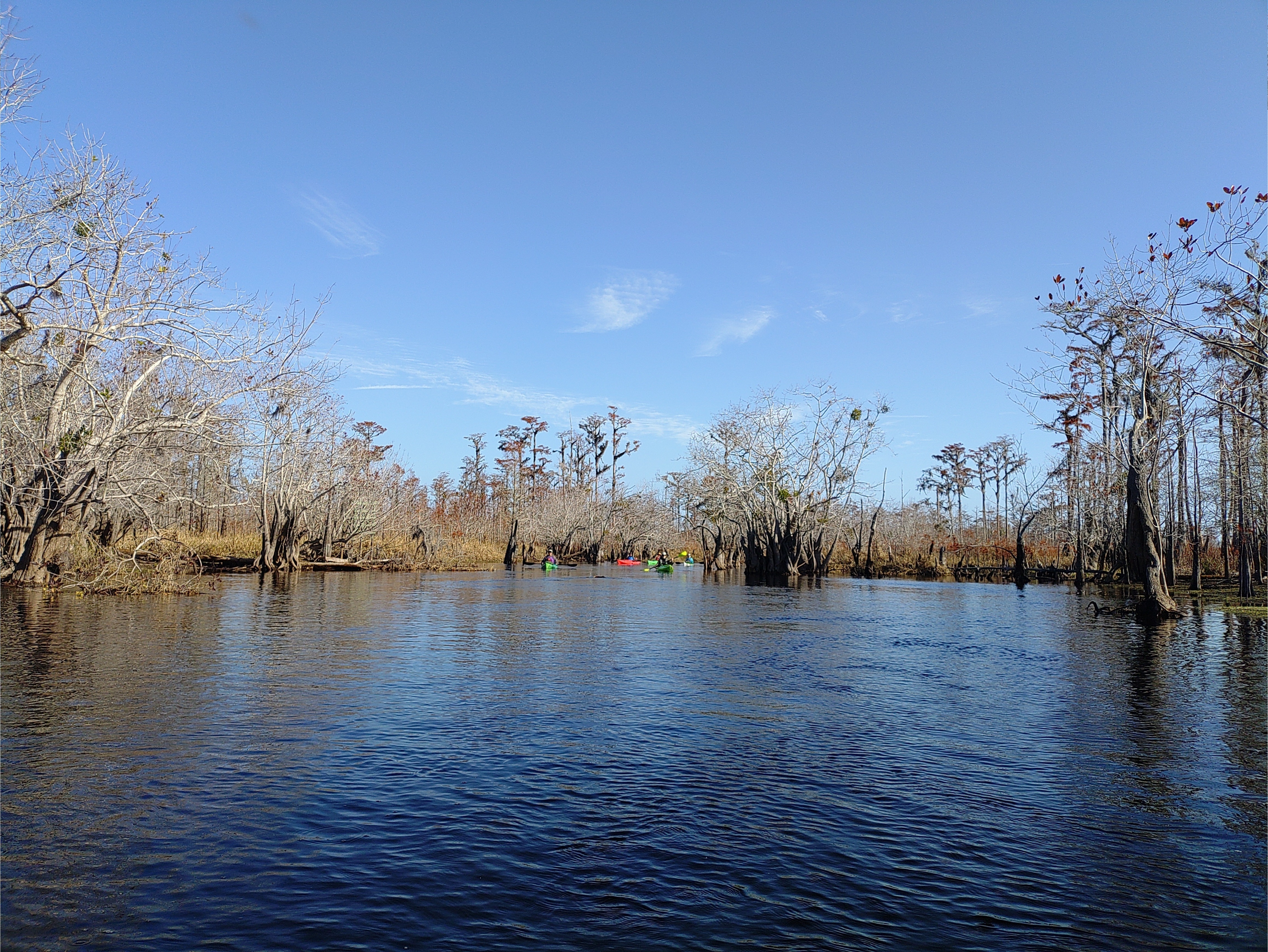 Paddlers and mistletoe, 10:45:56 --Phil Royce