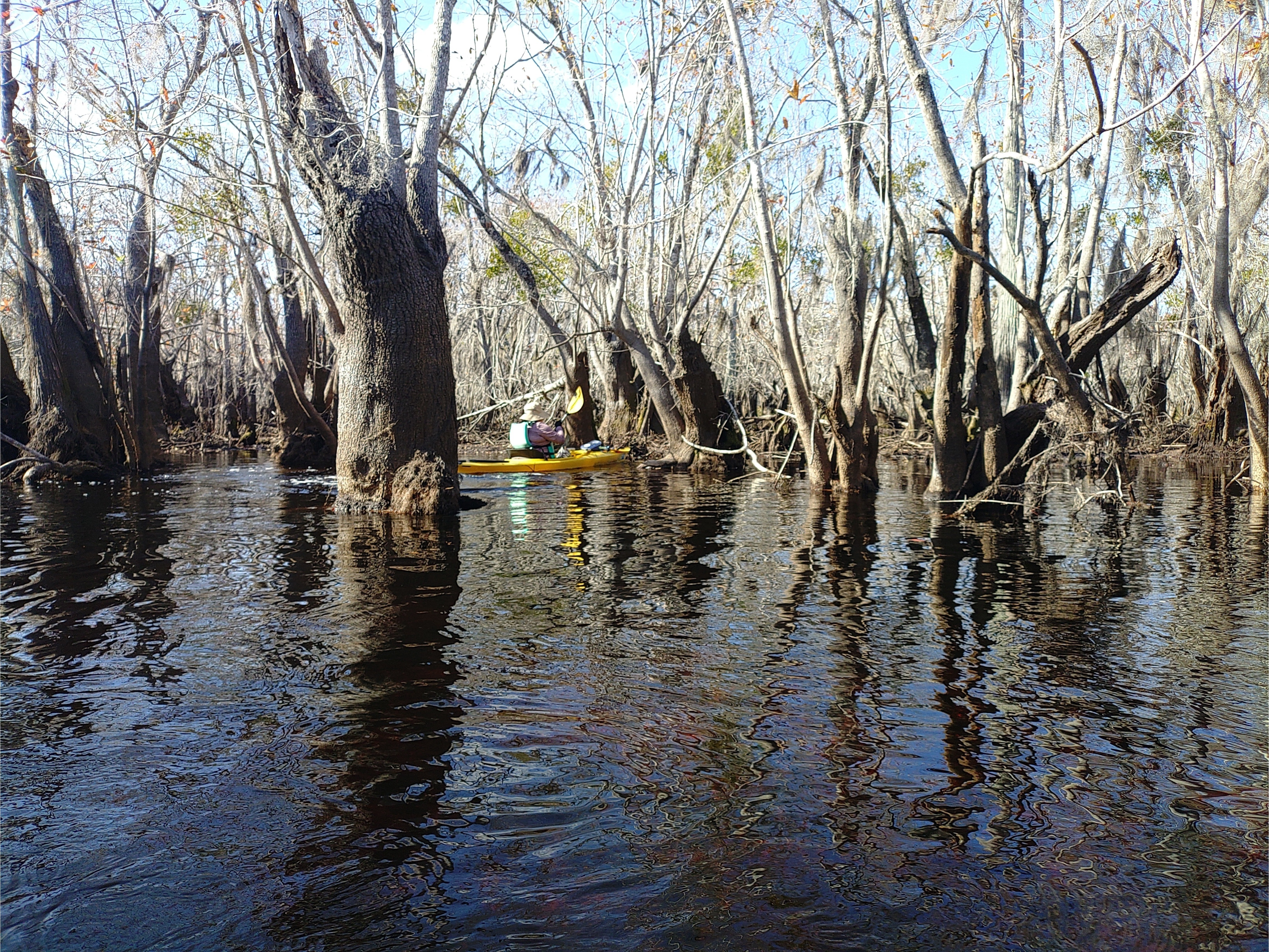 Twisty big cypress, 11:45:34 --Phil Royce