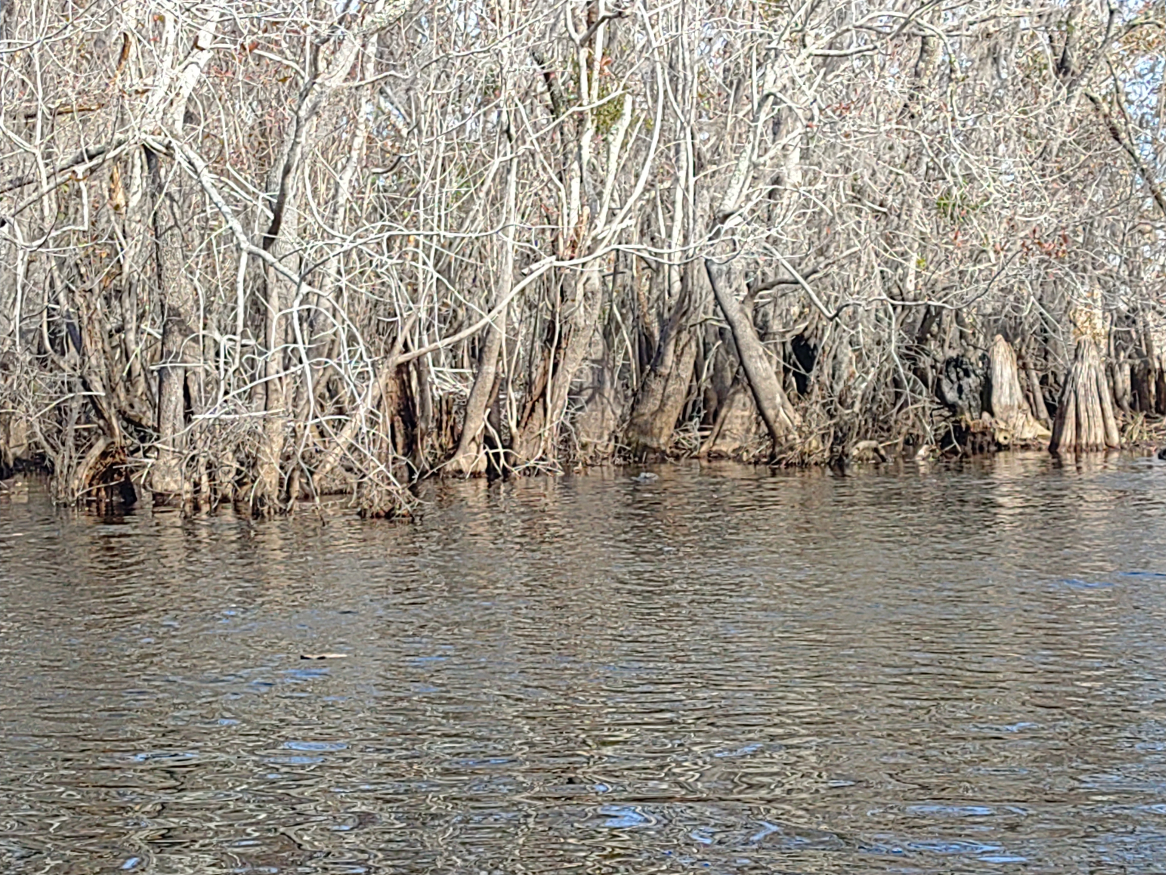 Thick treeline, 11:58:42 --Phil Royce