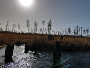 [Closeup logging railroad piers, 10:17:04 --Phil Royce]