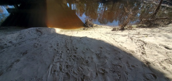 [Tracks under GA 133 bridge, Withlacoochee River, 12:48:06, 30.8502519, -83.3400387]