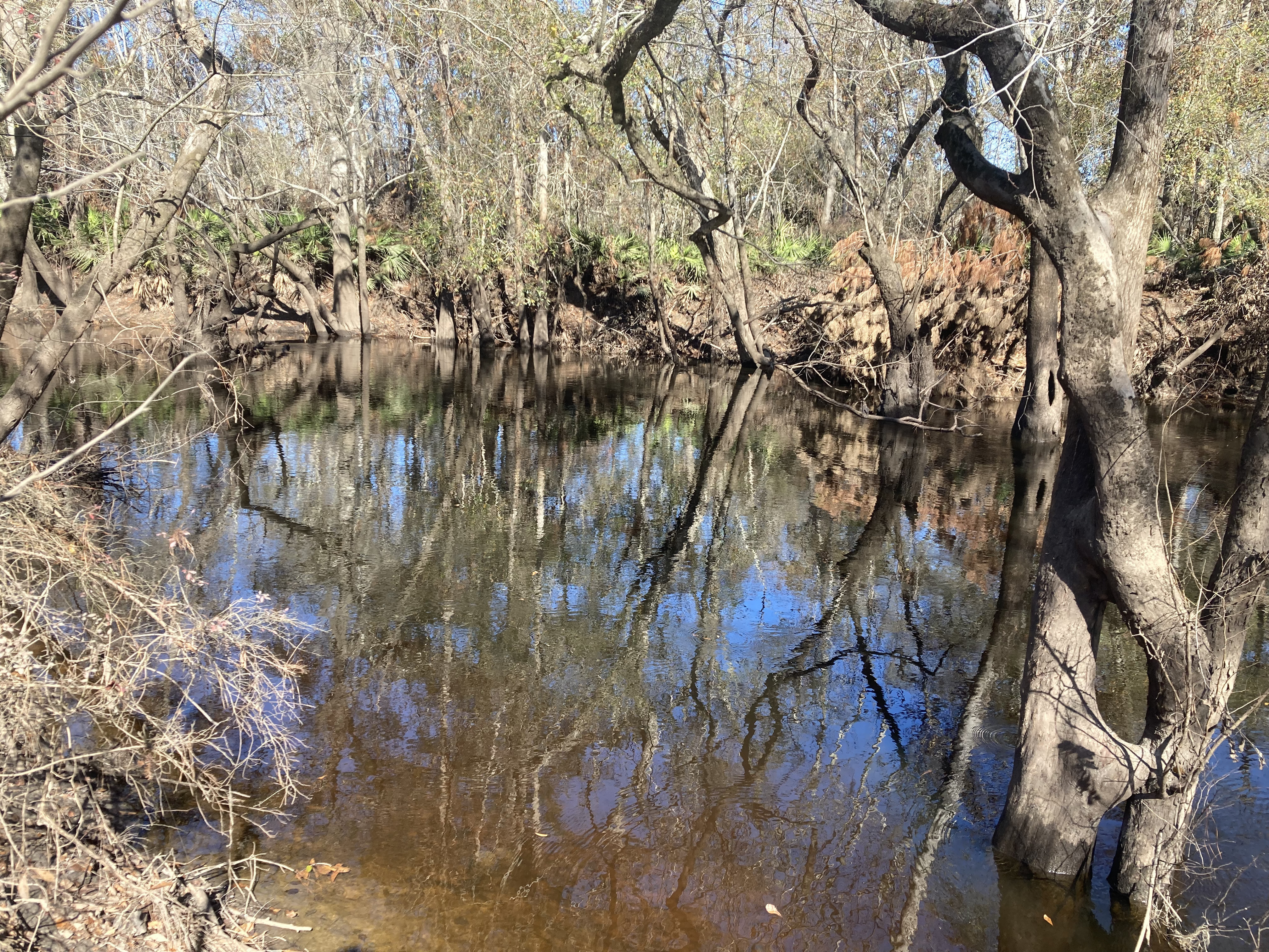 Downstream, Franklinville, Withlacoochee River @ Frankinville Road 2024-12-19