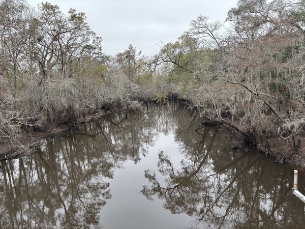 [Upstream from Sheboggy Boat Ramp, Alapaha River 2024-12-26]