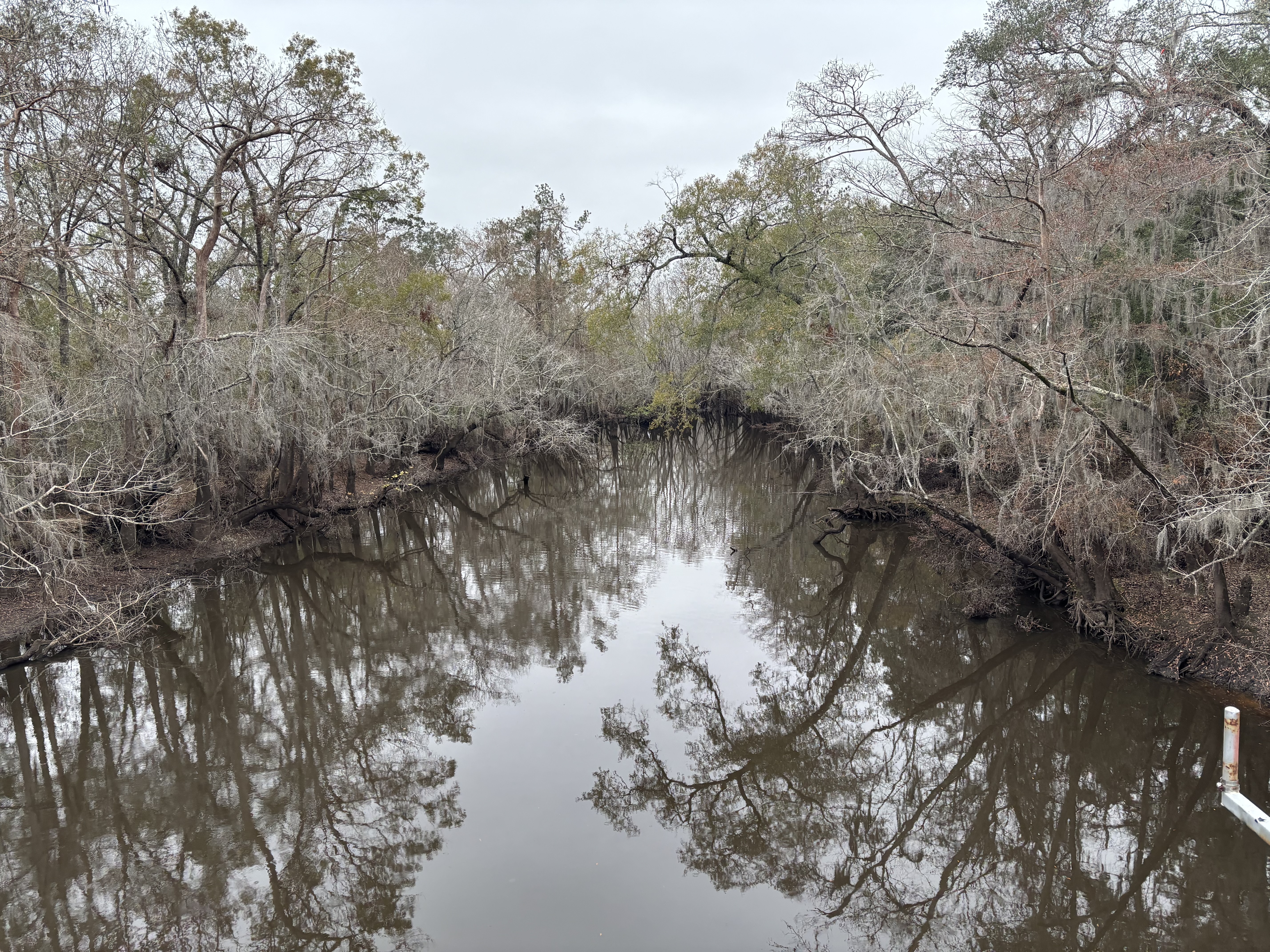 Upstream from Sheboggy Boat Ramp, Alapaha River 2024-12-26