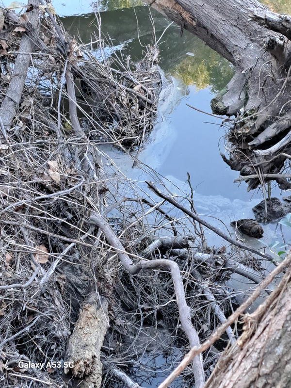 Film on green water upstream from sewer line behind Outdoor Living, Sugar Creek 2025-01-01 16:18:51