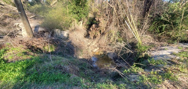 Looking down feeder creek to Sugar Creek, 2025:01:07 15:38:01, 30.8571437, -83.3166094