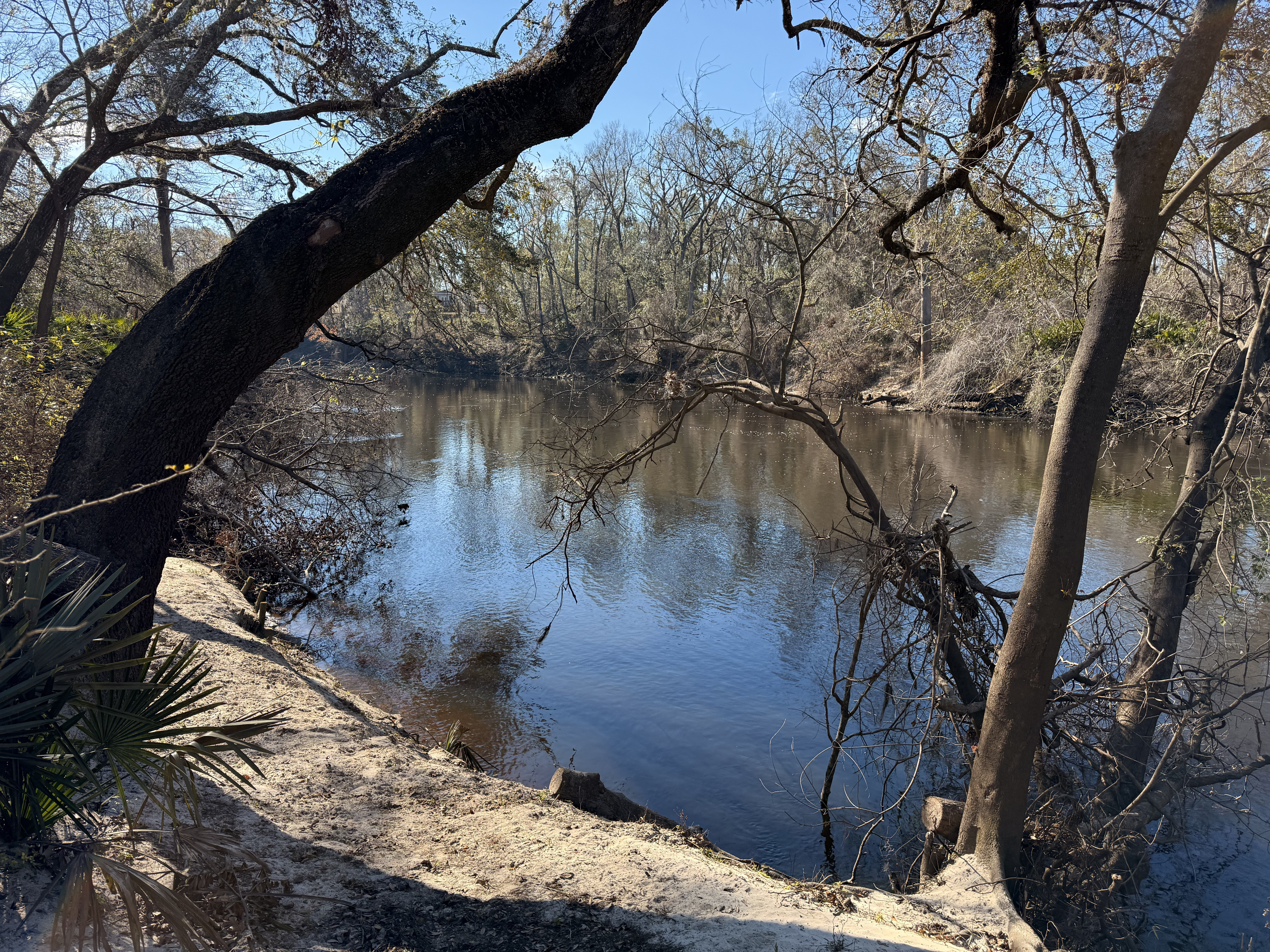 Holly Point, Withlacoochee River @ NE Withla Bluffs Way 2025-01-07, 2025:01:08 11:06:50, 30.4137139, -83.2069639