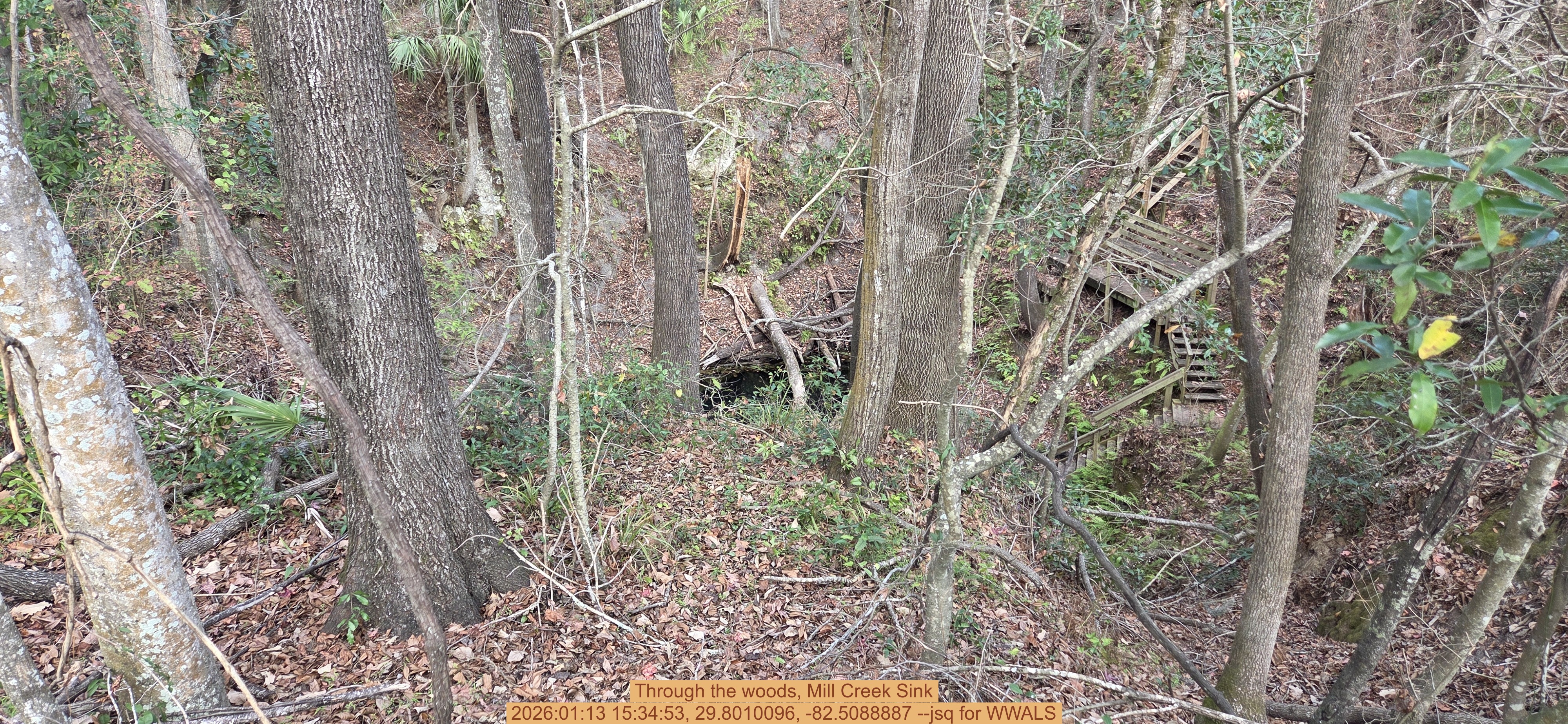 Through the woods, Mill Creek Sink, 2026:01:13 15:34:53, 29.8010096, -82.5088887 --jsq for WWALS