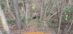 [Through the woods, Mill Creek Sink, 2026:01:13 15:34:53, 29.8010096, -82.5088887 --jsq for WWALS]