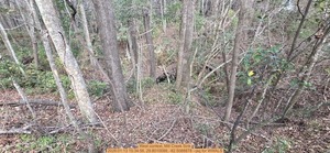 [West context, Mill Creek Sink, 2026:01:13 15:34:56, 29.8010099, -82.5088878 --jsq for WWALS]