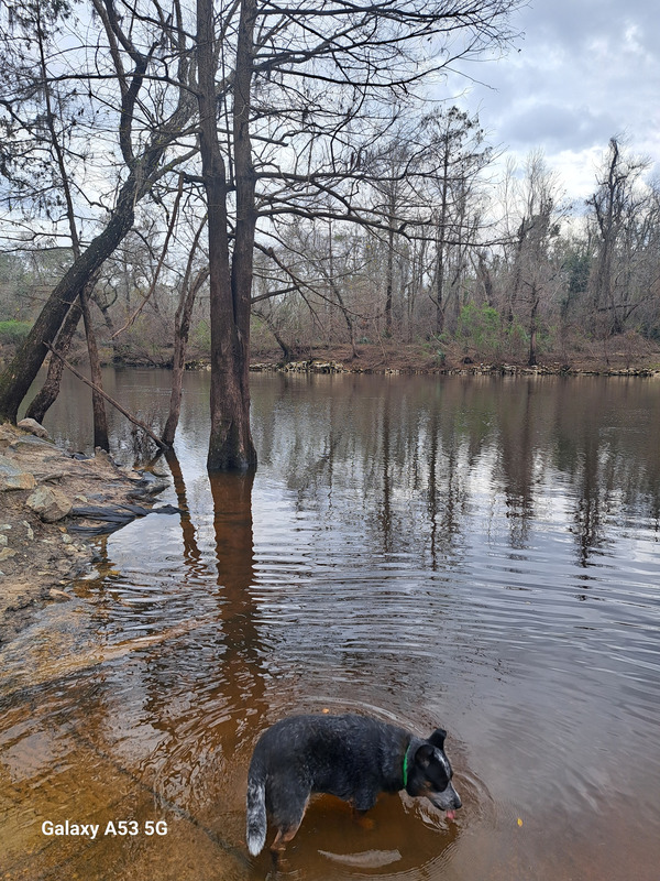 Downstream, State Line Boat Ramp, Withlacoochee River @ Madison Highway 2025-01-19