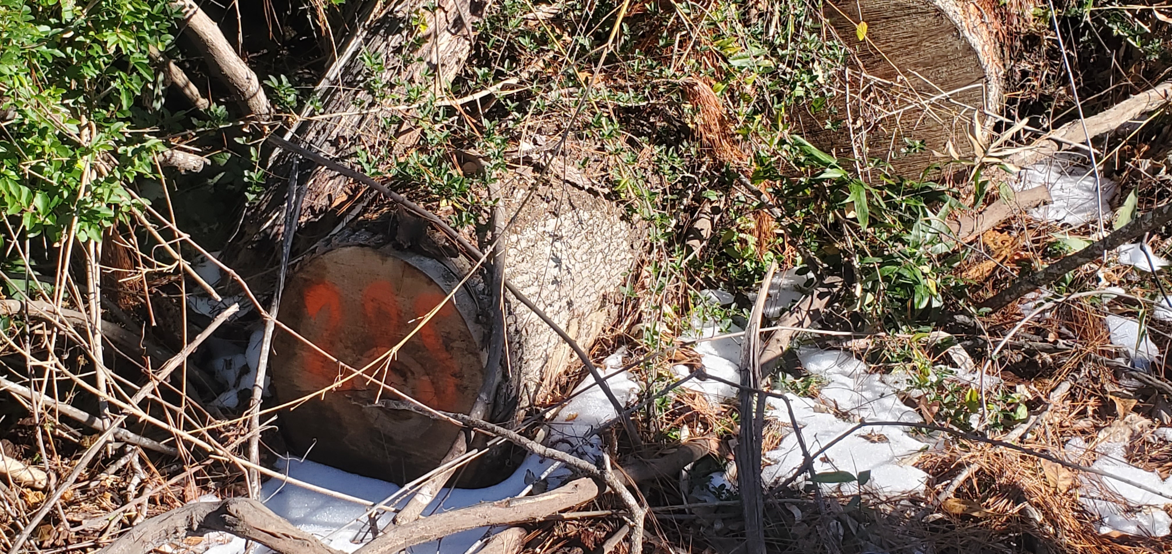 Tree stumps numbered into the hundreds after Hurricane Helene, 10:38:22, 30.8431297, -83.2979845