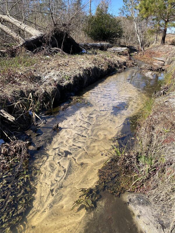 [Alapaha Settlement Pond Stream, Alapaha River @ US 82 2025-01-26]