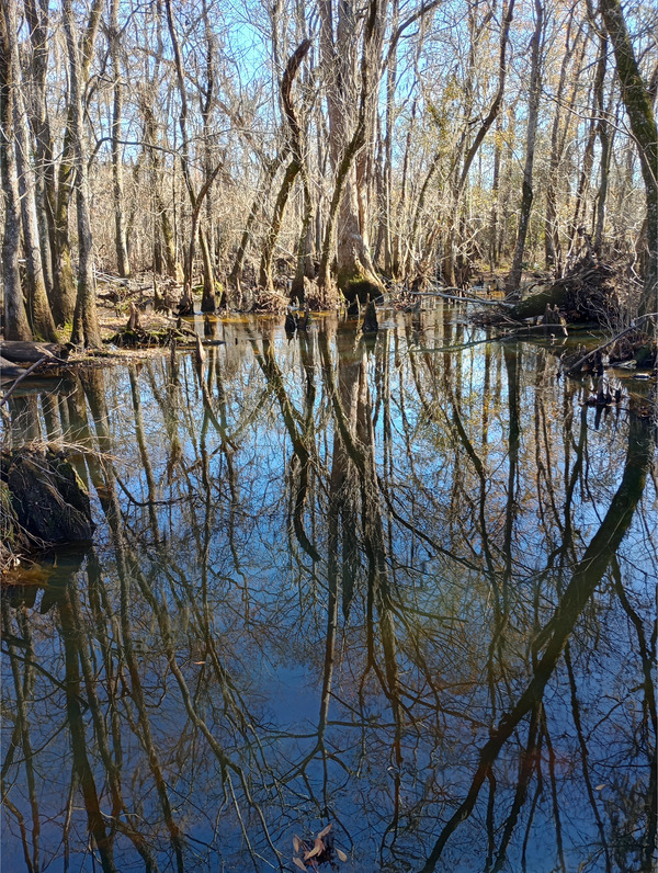 Water, Ty Ty Creek @ US 319, 2025:02:02 13:51:51, 31.3221226, -83.6227112