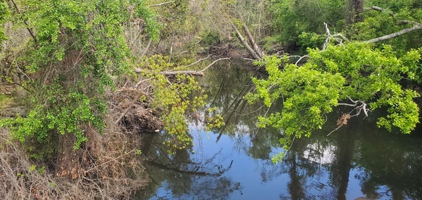 Downstream, Sugar Creek, Gornto Road, 11:37:18, 30.8599464, -83.3173226