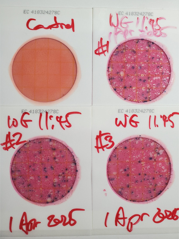 Plates, WaterGoat, Sugar Creek, 2025-04-01