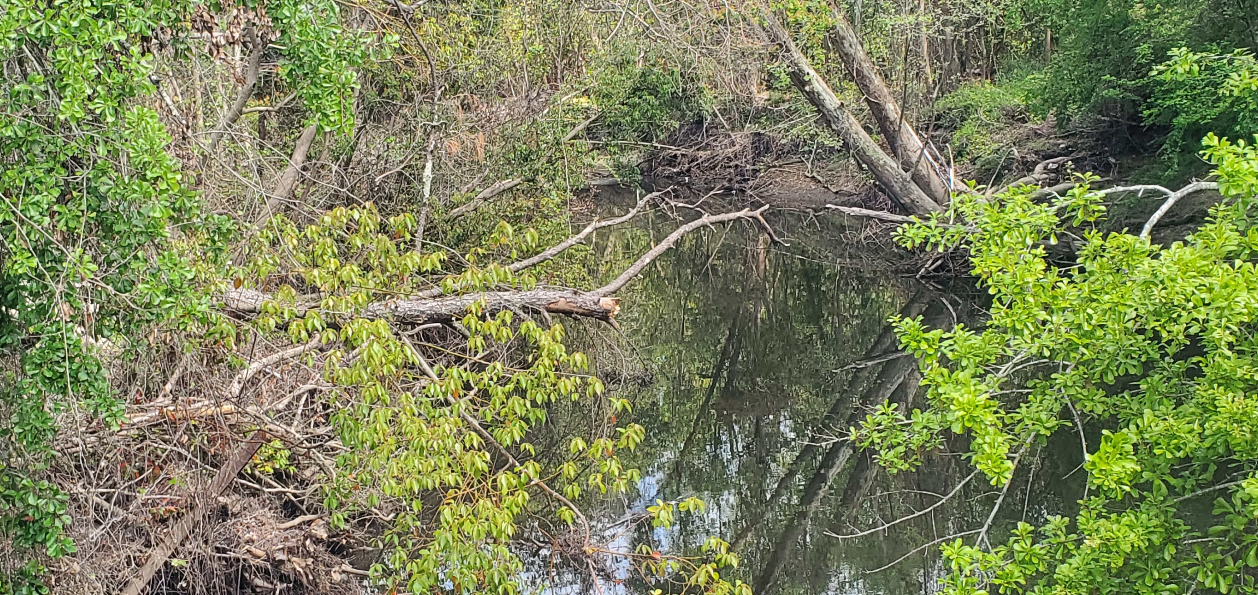 Zoomed downstream, Sugar Creek, Gornto Road, 11:37:20, 30.8599464, -83.3173226