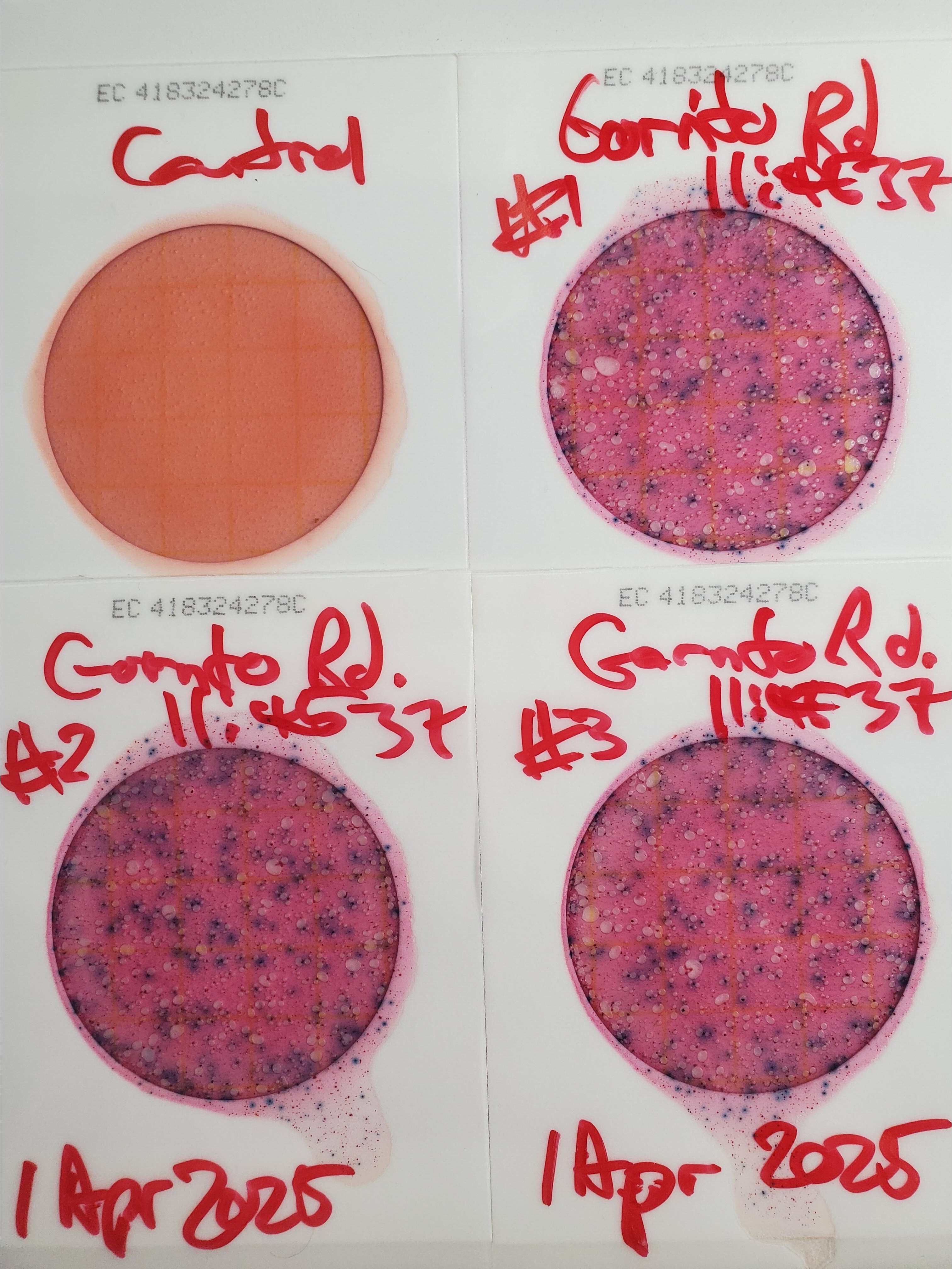 Plates, Gornto Road, Sugar Creek, 2025-04-01