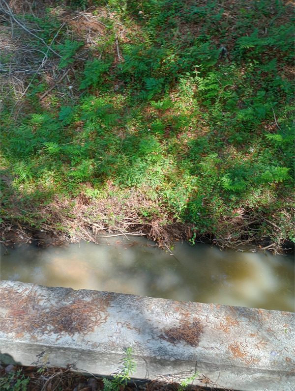 In the ditch, Tifton, GA, New River of Withlacoochee @ 18th Street 2025-04-02, 2025:04:02 12:05:27, 31.4712295, -83.5176849