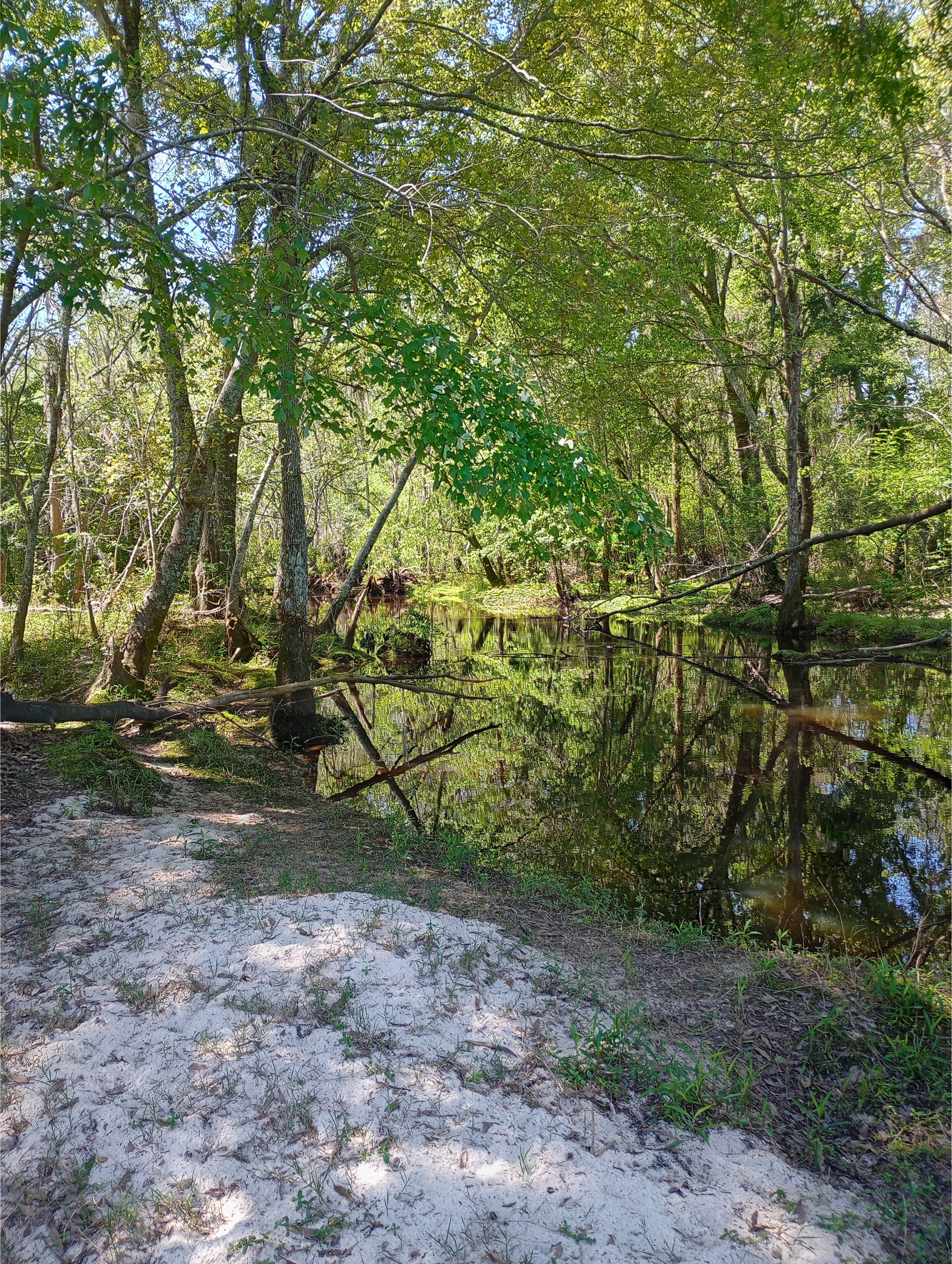 Downstream, GA 125, Tifton, GA, New River of Withlacoochee @ GA 125 2025-03-04, 2025:04:02 12:51:01, 31.3605251, -83.4274521