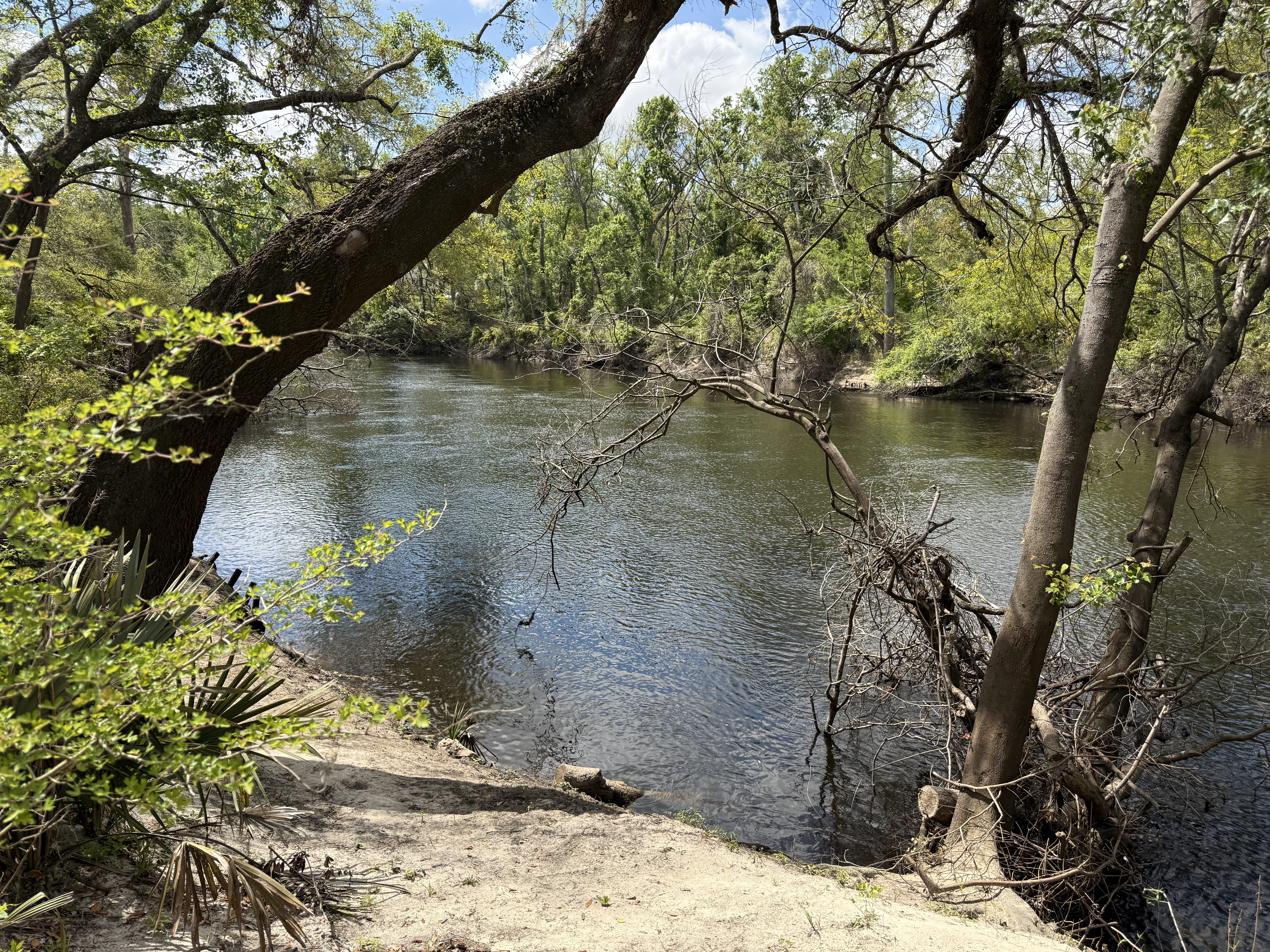 Holly Point other, Withlacoochee River @ NE Withla Bluffs Way 2025-04-03, 2025:04:03 12:23:29, 30.4137444, -83.2068944