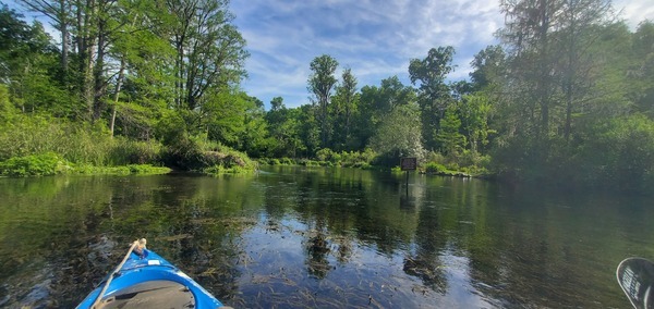 Context: Blue Hole Spring, 1st Magnitude, 10:36:01, 29.9803591, -82.7588304