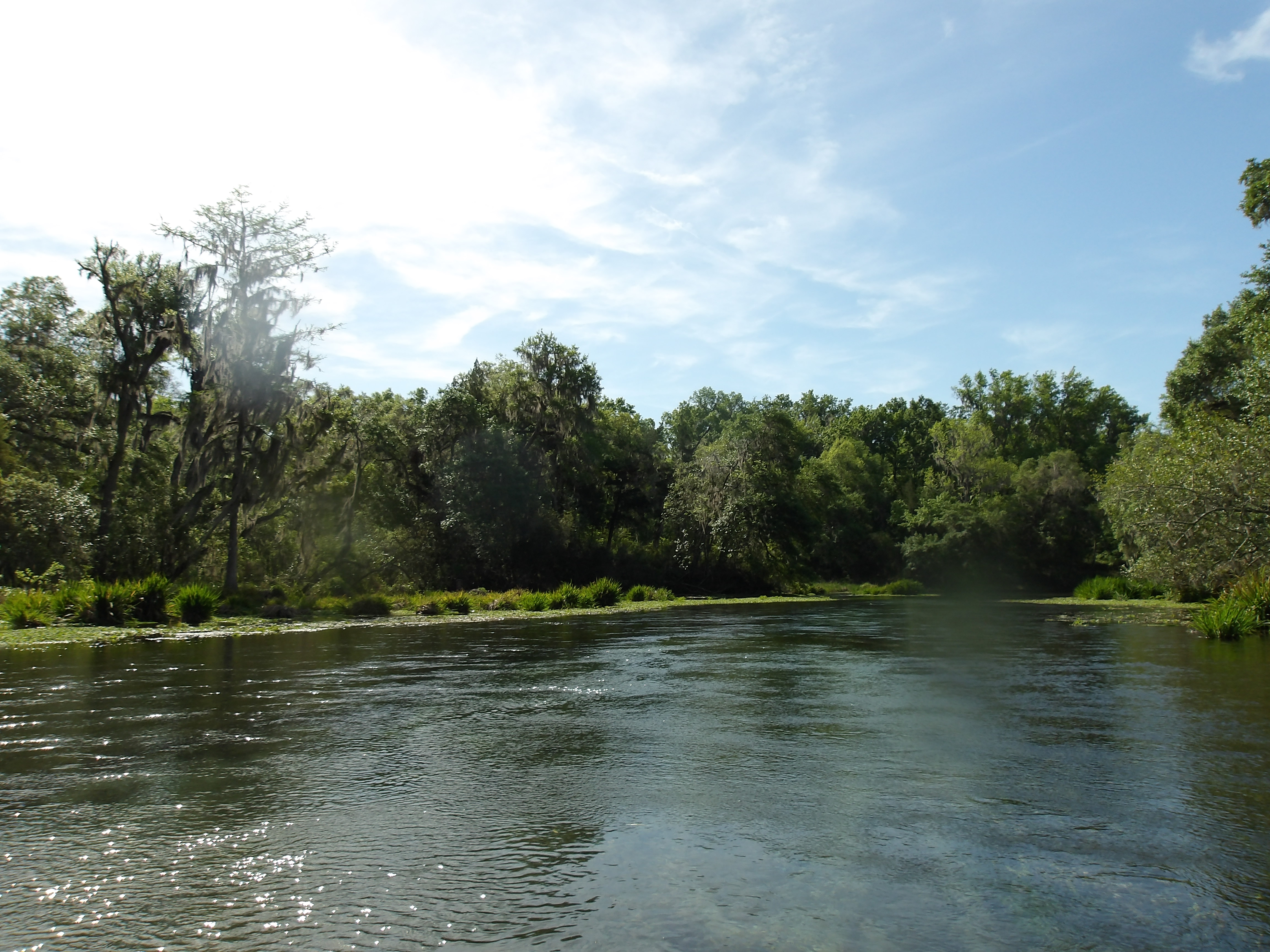 Ichetucknee River --Janet Martin