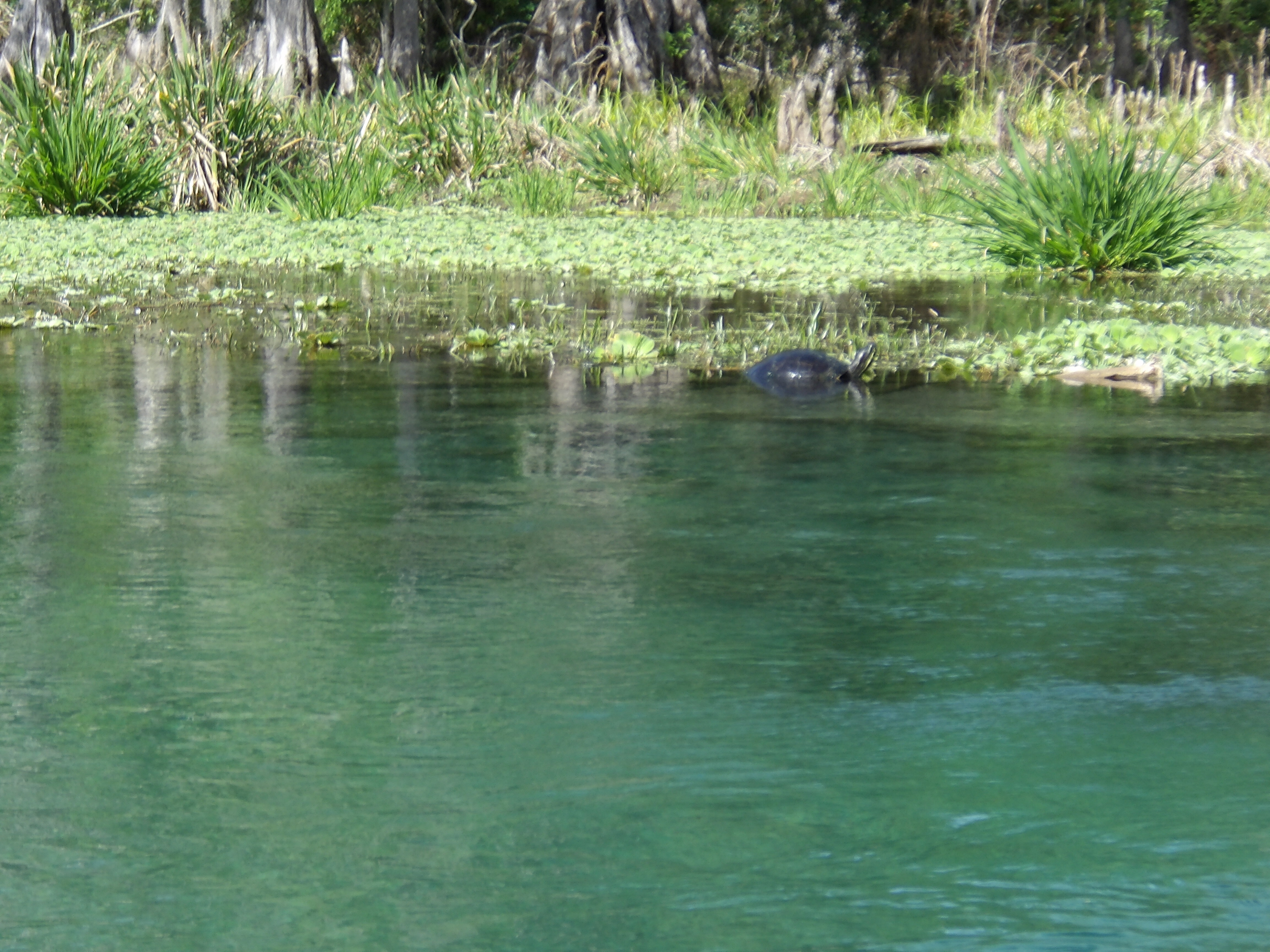 A turtle --Janet Martin
