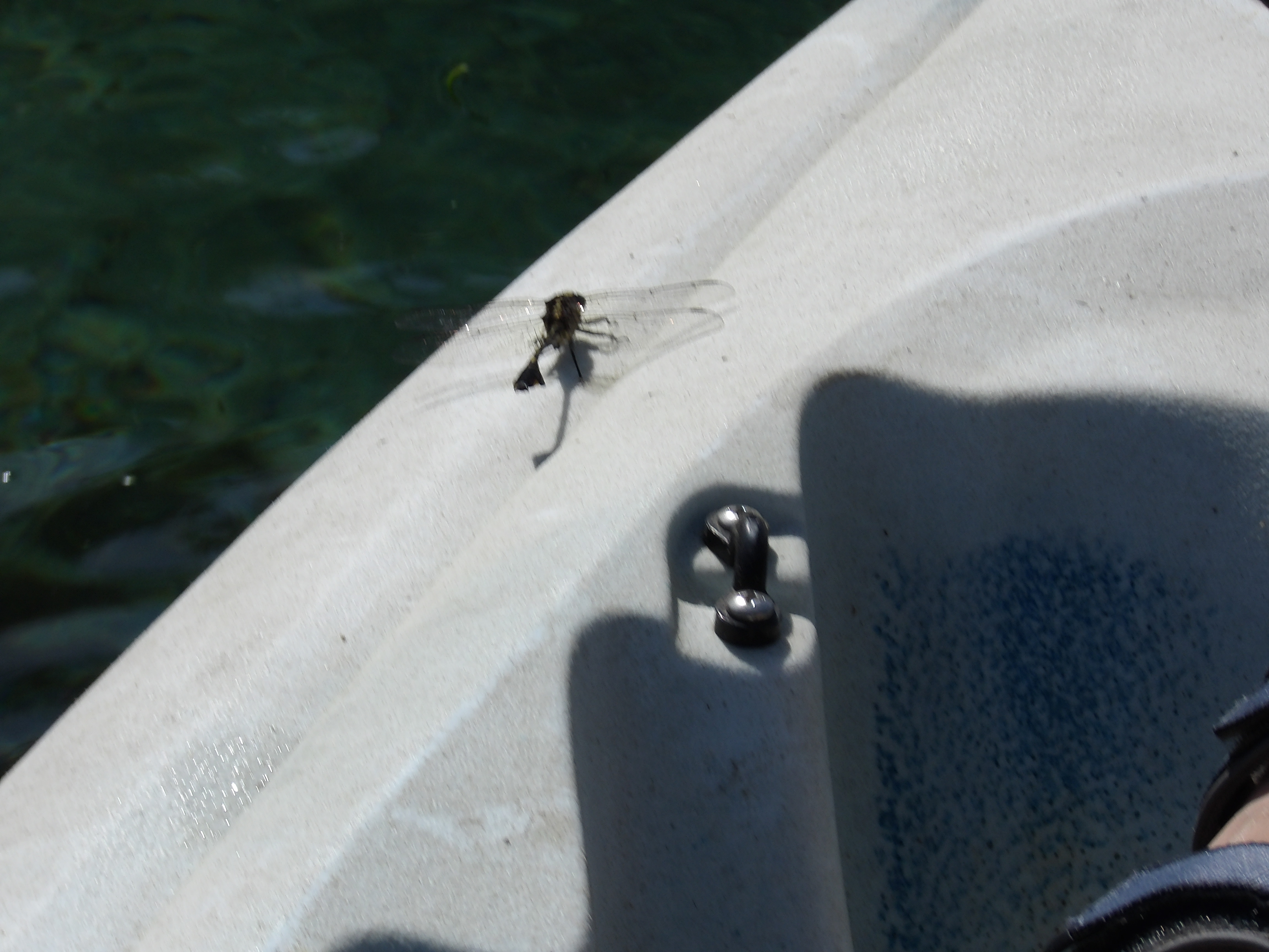 Dragonfly --Janet Martin