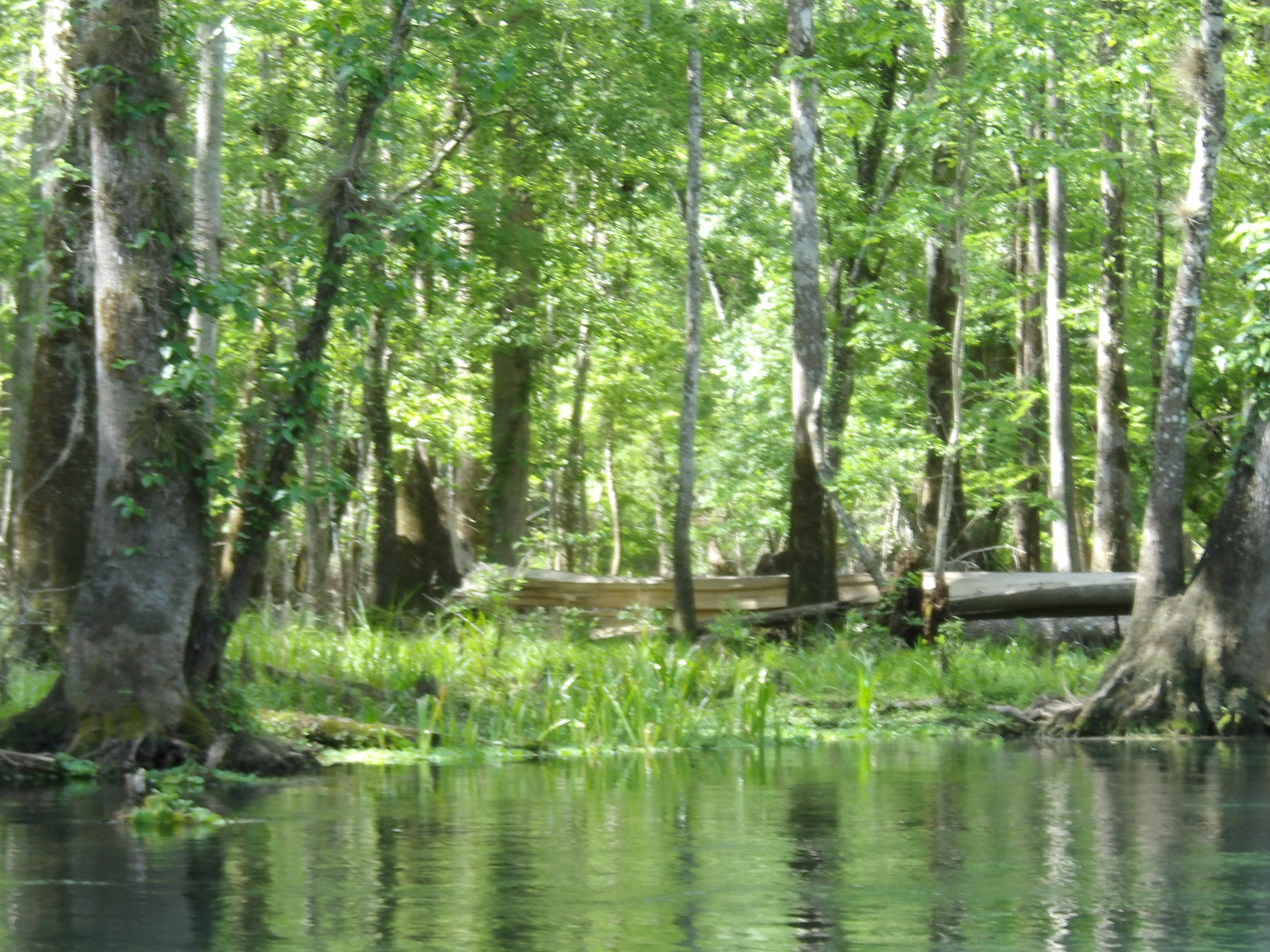 Deadfall in woods --Janet Martin