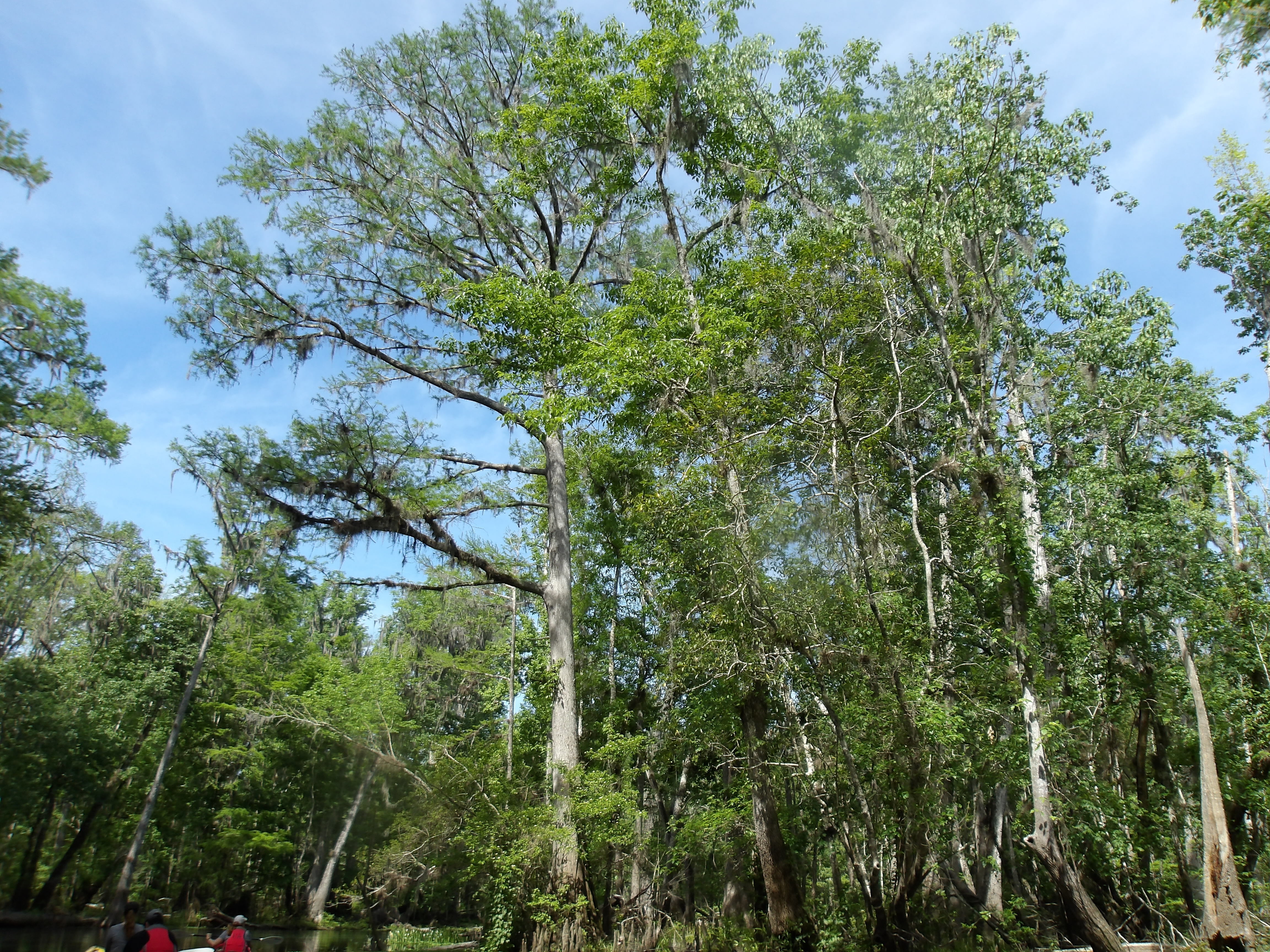 Paddlers below the trees --Janet Martin