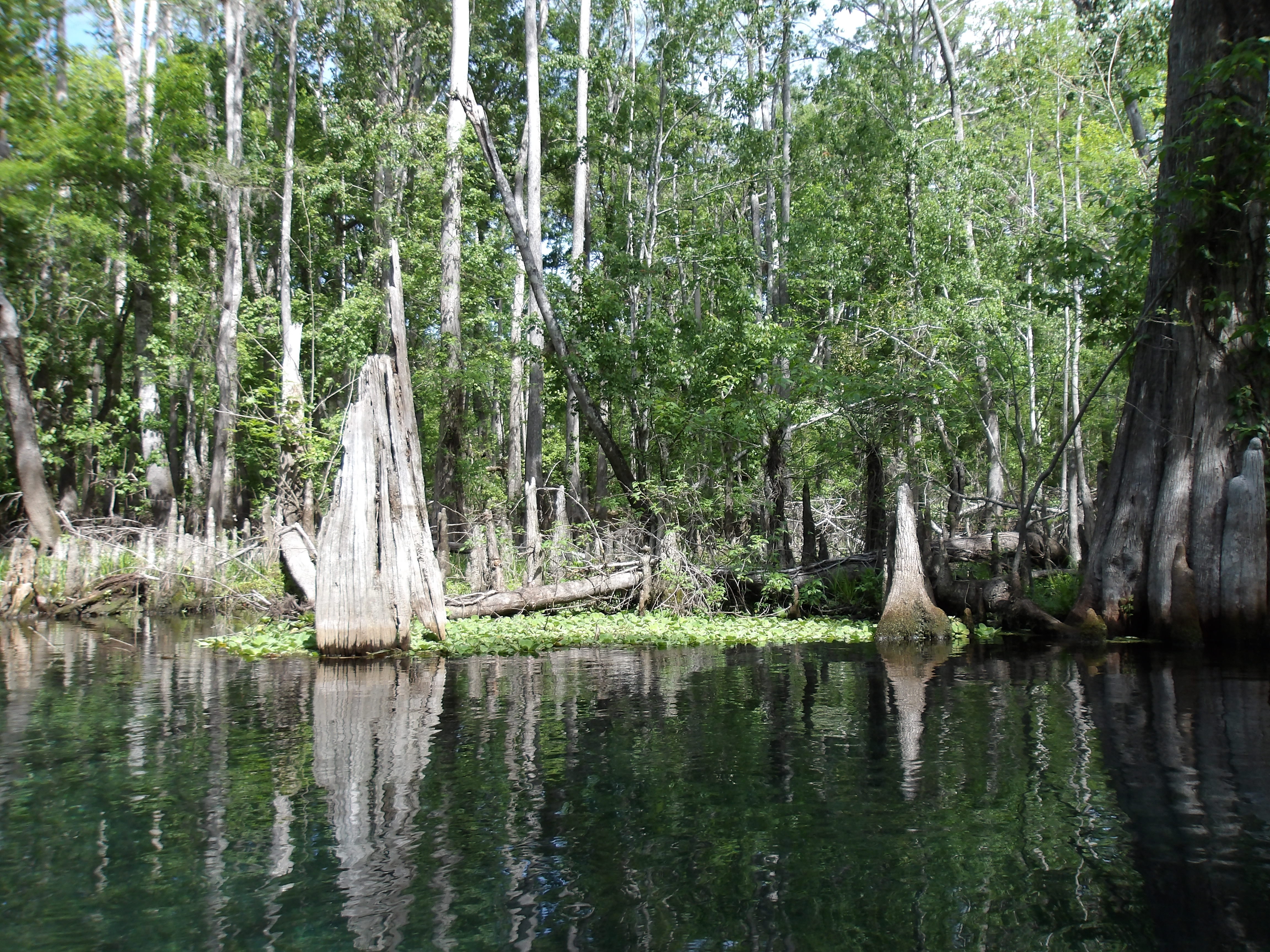 Lily pads and stob --Janet Martin