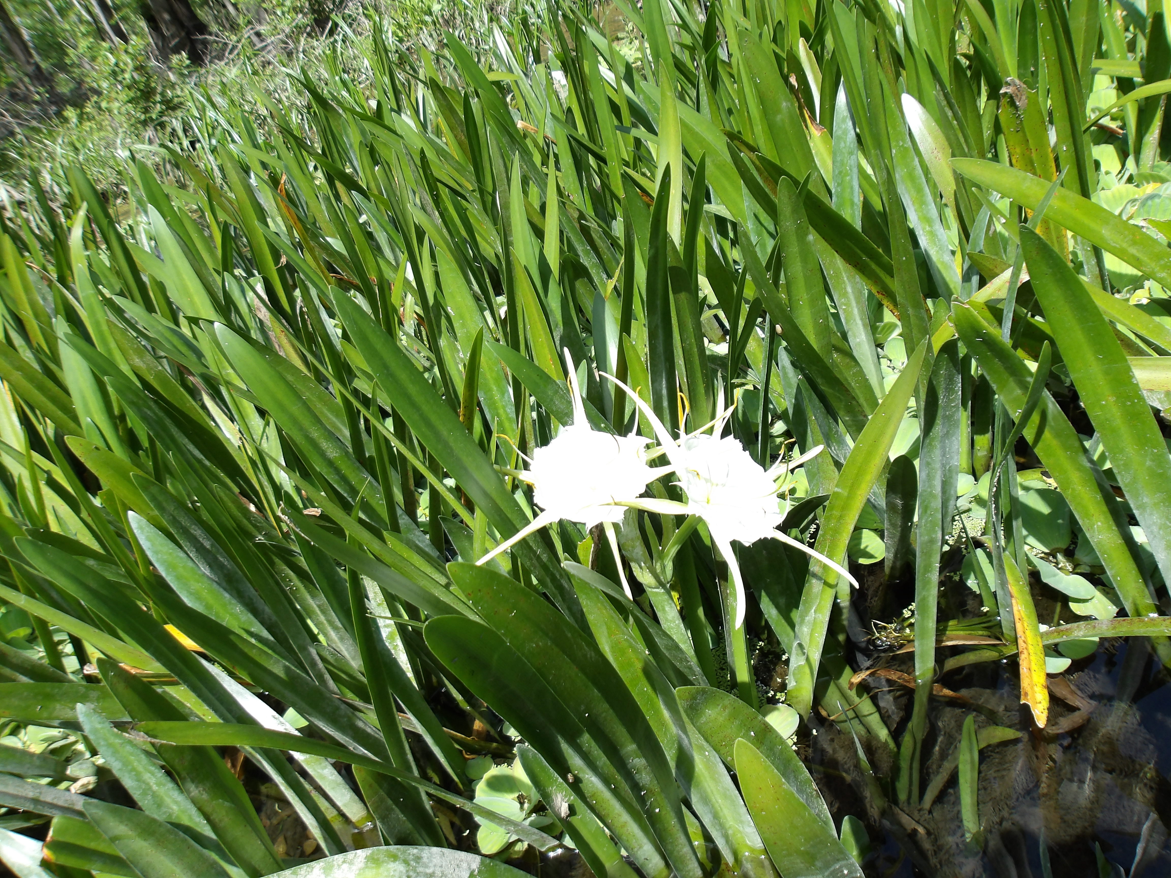 Spider Lilies --Janet Martin