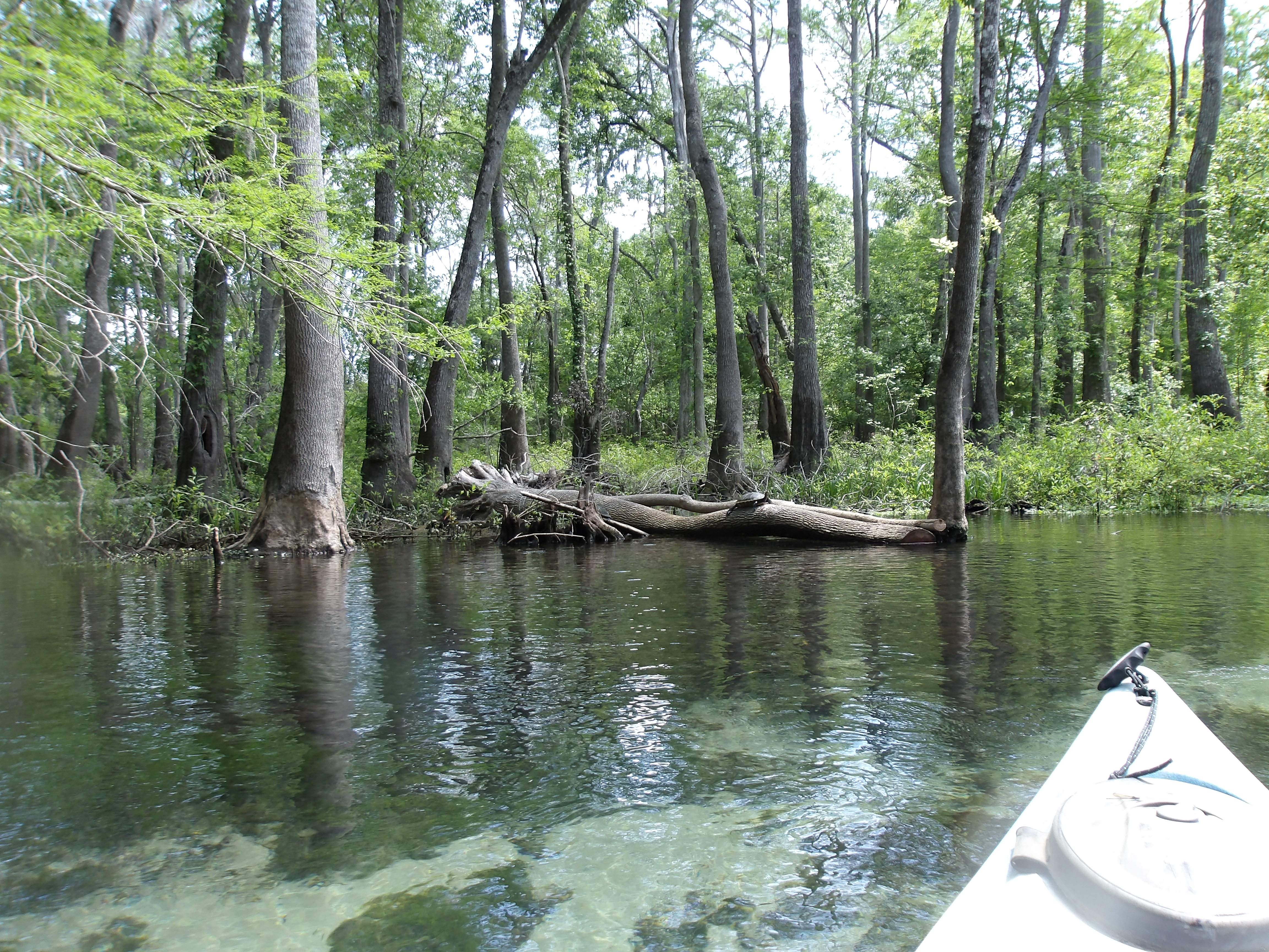 Turtle on log --Janet Martin