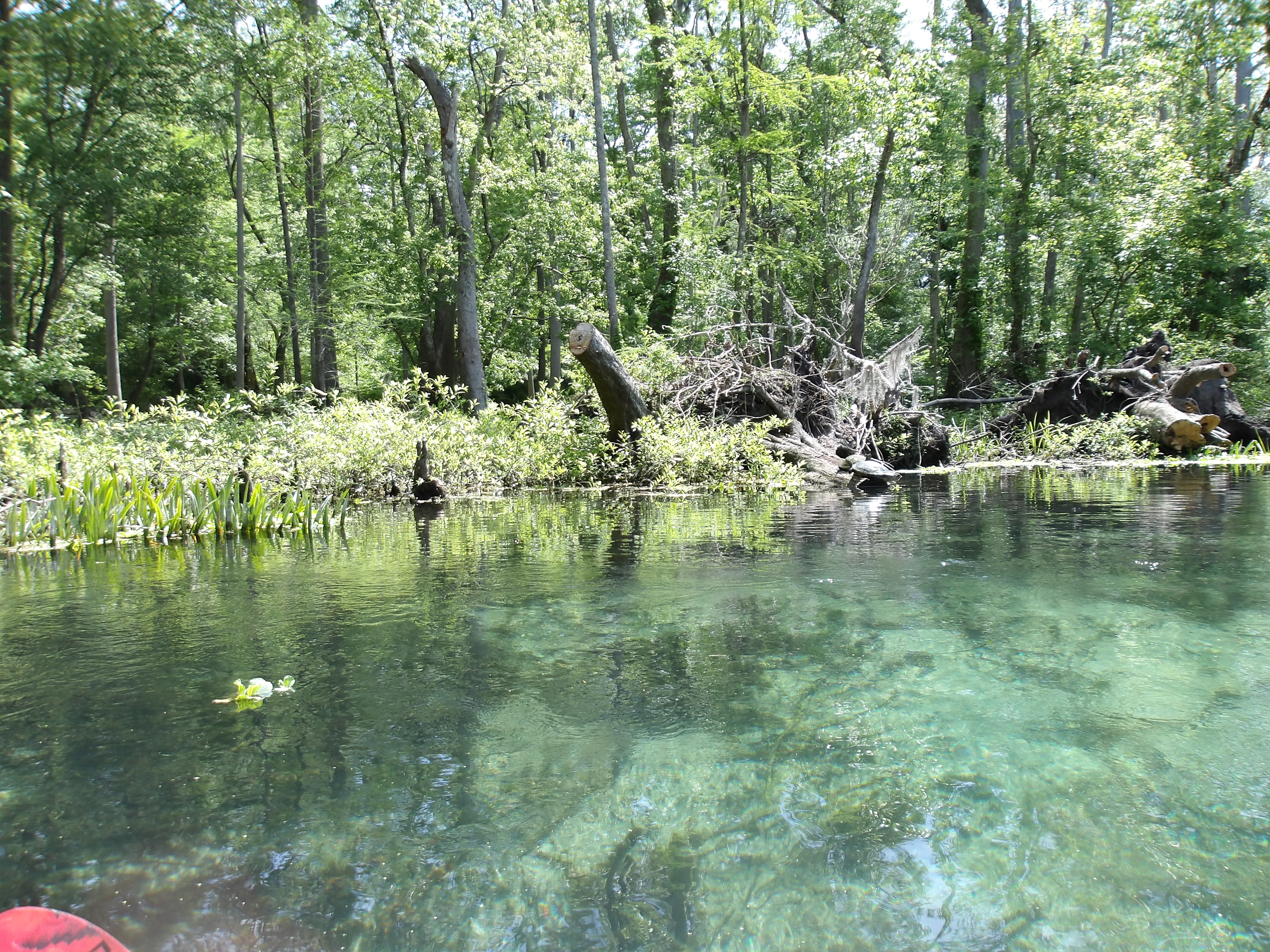 River with turtles and sawed logs --Janet Martin
