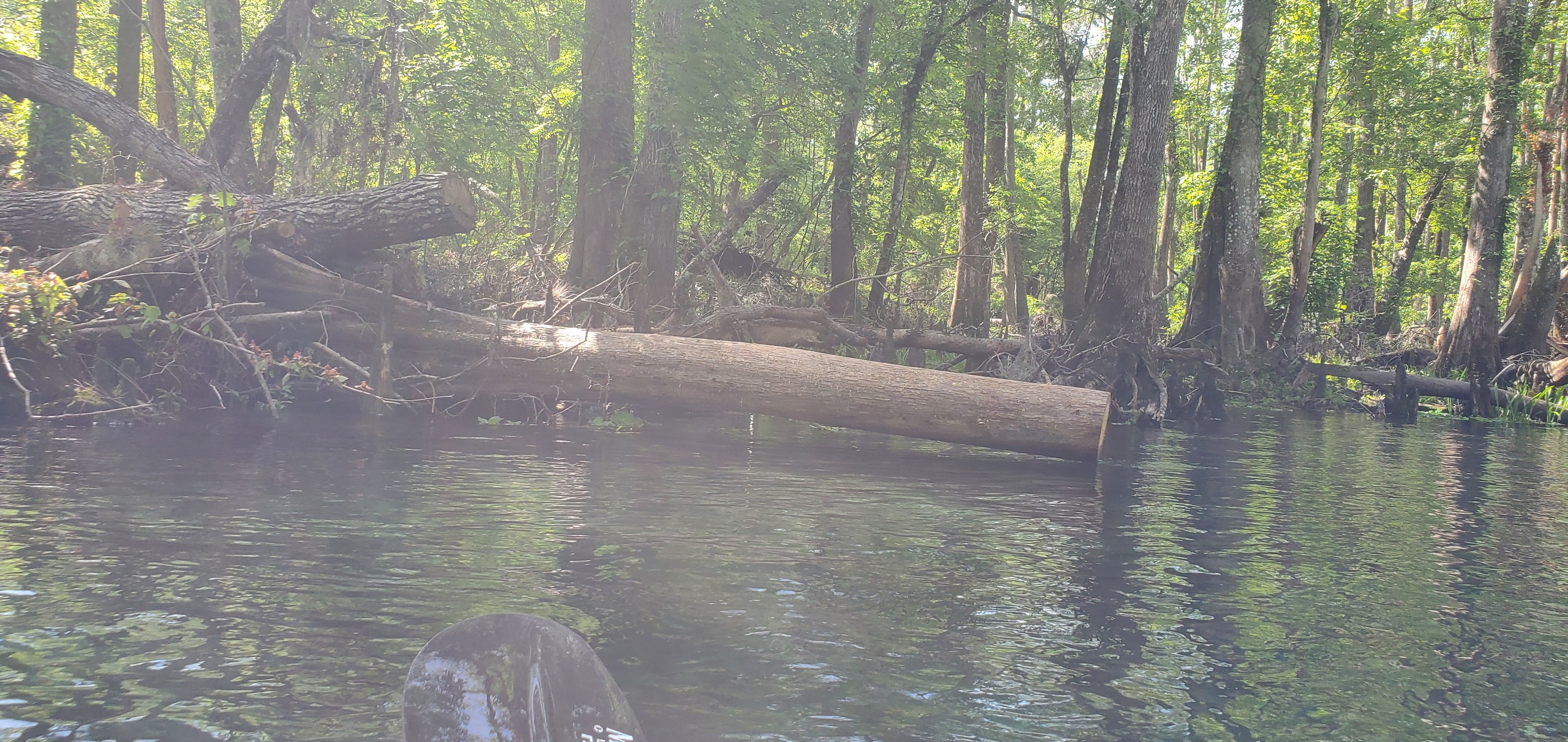 More sawed stumps, 11:16:30, 29.9627770, -82.7672320