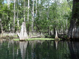 [Lily pads and stob --Janet Martin]