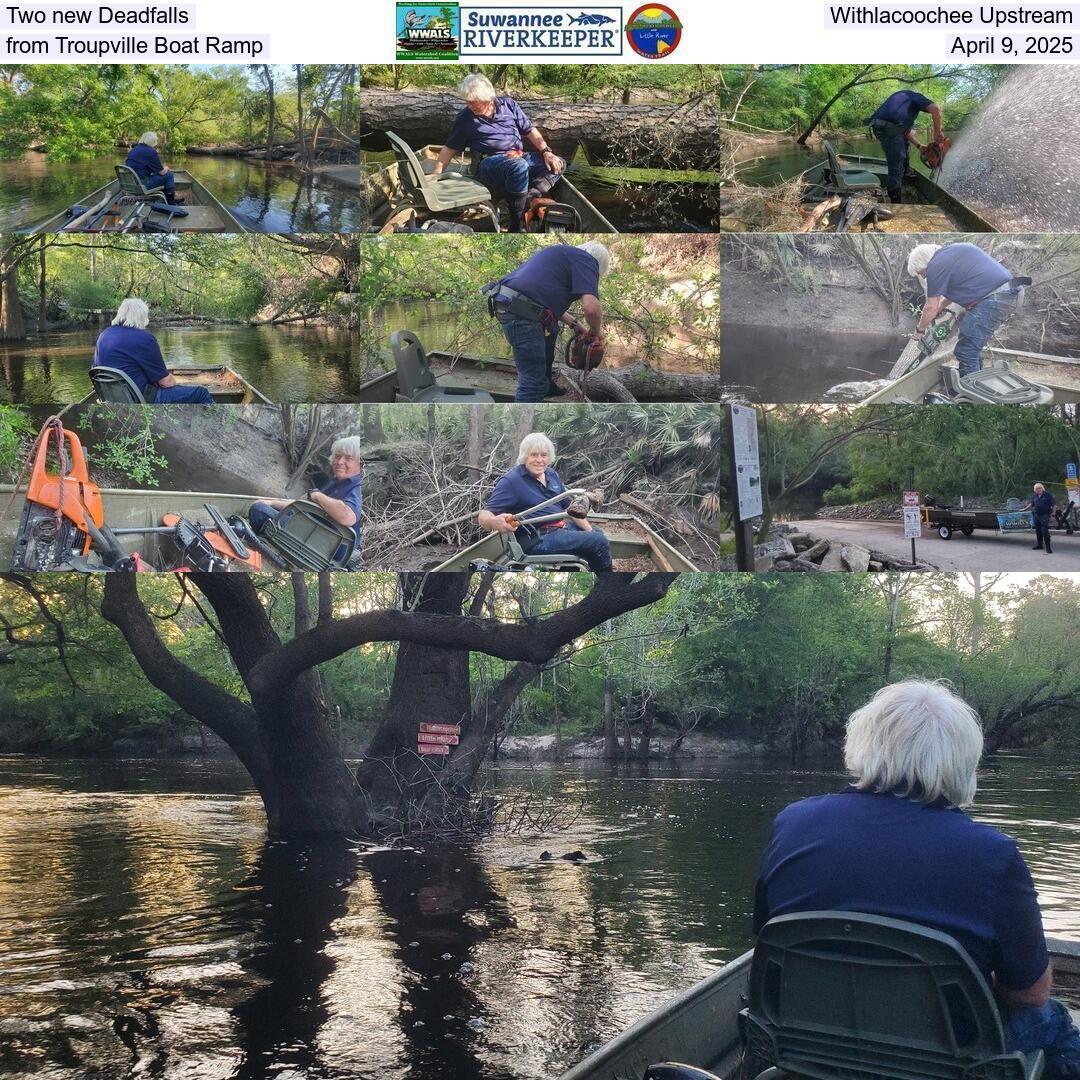 Two new Deadfalls, Withlacoochee Upstream from Troupville Boat Ramp, April 9, 2025