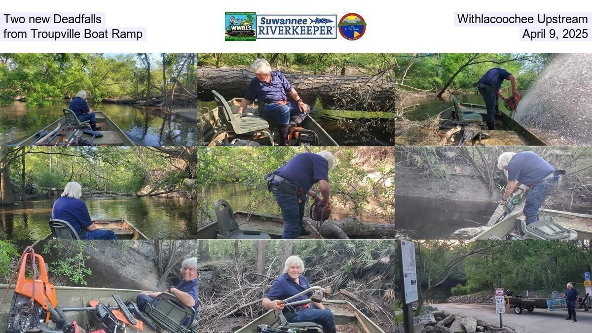 Two new Deadfalls, Withlacoochee Upstream from Troupville Boat Ramp, April 9, 2025