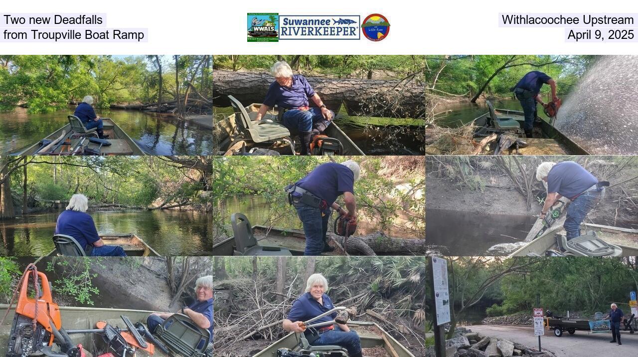 Two new Deadfalls, Withlacoochee Upstream from Troupville Boat Ramp, April 9, 2025
