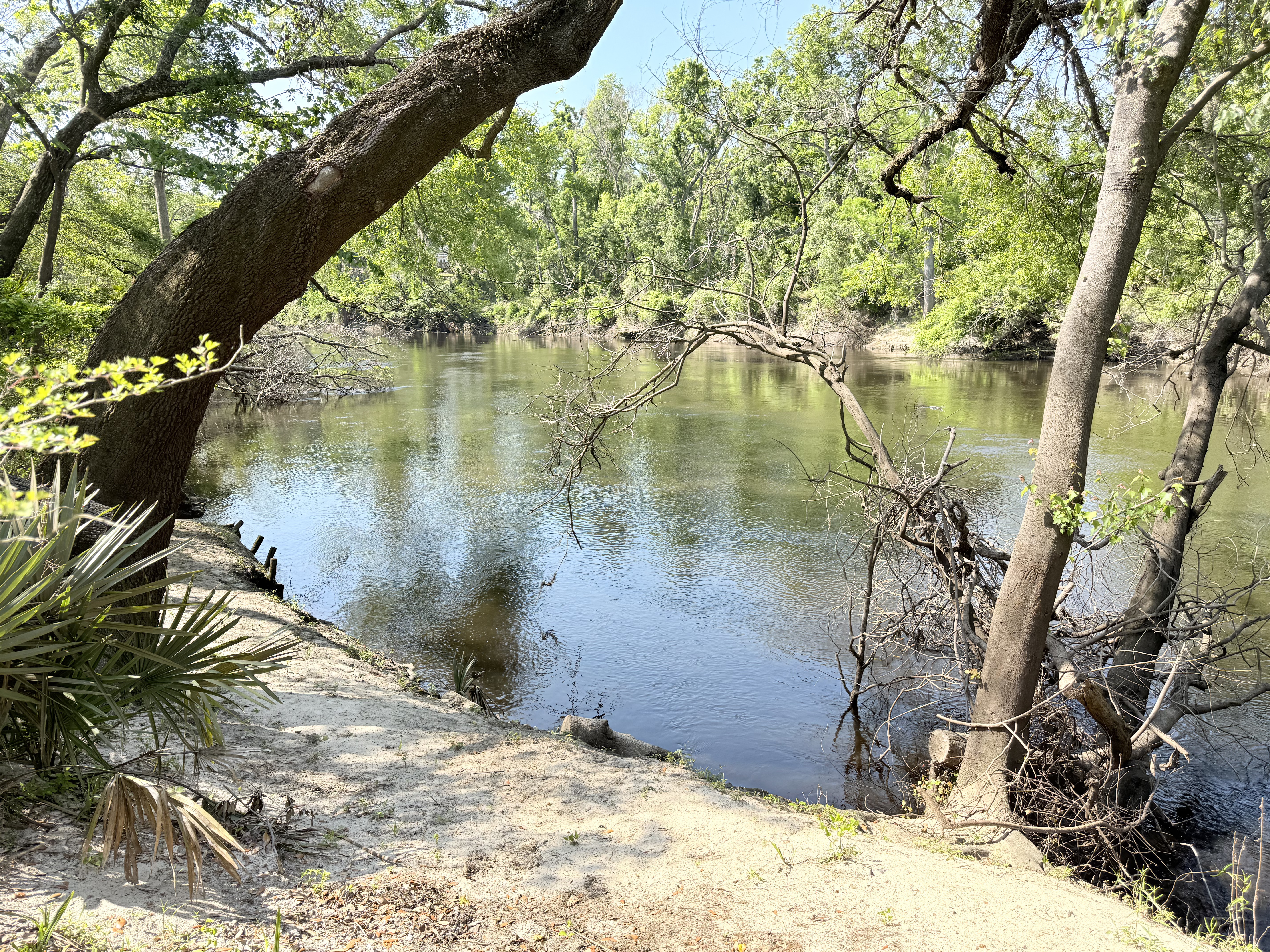 Holly Point other, Withlacoochee River @ NE Withla Bluffs Way 2025-04-10