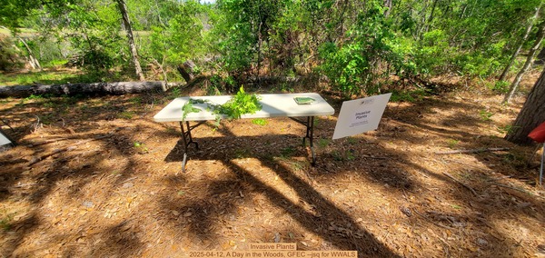Invasive Plants, 2025-04-12, A Day in the Woods, GFEC --jsq for WWALS
